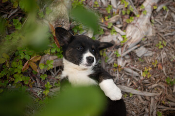 Obraz premium A young Cardigan Welsh Corgi puppy with black and white fur rests on its back outside among clovers and small twigs during a sunny day