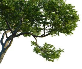 Nyssa biflora tree, corner view, cutout, 4k PNG, isolate, Majestic tree with lush green leaves on transparent background