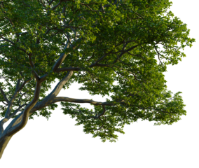 Nyssa biflora tree, corner view, cutout, 4k PNG, isolate, Tree with lush green leaves on transparent background for design