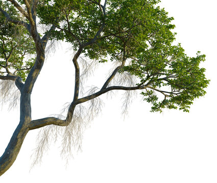 Nyssa biflora tree, corner view, cutout, 4k PNG, isolate, Tree branch with green leaves on transparent background