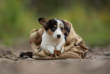 A small Cardigan Welsh Corgi puppy with heterochromia sits comfortably inside a tan-colored canvas backpack. The puppy has white paws and looks curiously toward the camera
