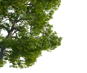 Quercus michauxii tree, corner view, cutout, 4k PNG, isolate, Green tree branches with leaves on transparent background