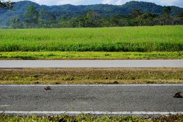 A Local lifestyle on a country road during a sunny day in Thailand