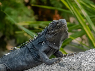 A close-up side profile of a dark-colored iguana with prominent dorsal spines basking on a textured rock against a lush green background in Huatulco, Oaxaca, Mexico.