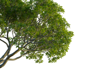 Rhizophora apiculata tree, corner view, cutout, 4k PNG, isolate, Tree with lush green leaves on transparent background