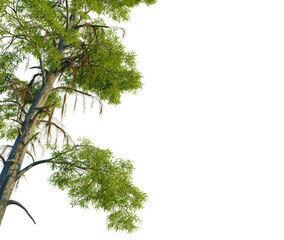 Taxodium distichum tree, corner view, cutout, 4k PNG, isolate, Majestic tree branches with lush green leaves against clear sky