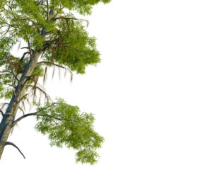 Taxodium distichum tree, corner view, cutout, 4k PNG, isolate, Majestic tree branches with lush green leaves against clear sky