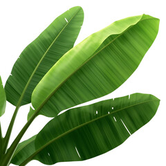 tropical banana leaves