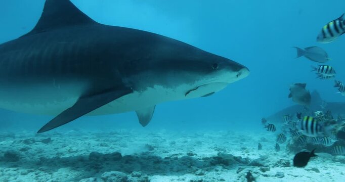 Close up underwater life with tiger shark swimming underwater on coral reef ocean of Maldives. Shark diving tourism. Divers feed school of sharks. Marine wild dangerous underwater predators of Bali