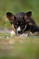 A small, black, tan, and white Welsh Corgi Cardigan puppy is lying in the green grass. The puppy has an alert, curious expression and is staring directly at the camera