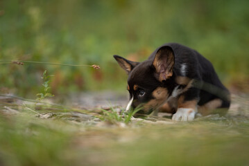 A small Welsh Corgi Cardigan puppy with black, tan, and white fur is sniffing the ground. The puppy is in a grassy field during the day, likely exploring a new scent