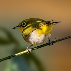 Indian white eye Golden Gaze: Nature's Tiny Wonder