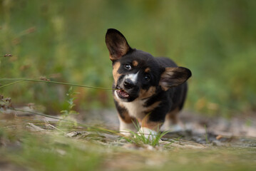 A tri-color Cardigan Welsh Corgi puppy stands in green grass. The small dog chews playfully on a stem of grass. The puppy is looking at the camera