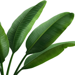 tropical banana leaves 