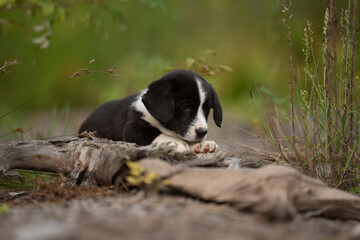 A small black and white Cardigan Welsh Corgi puppy is lying on a weathered log outside. The puppy looks towards the ground with its paws resting in front of it