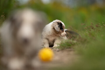 Obraz premium A small Welsh Corgi Cardigan puppy with blue eyes rests next to a yellow ball outdoors. Green grass surrounds the puppy as it looks toward the right