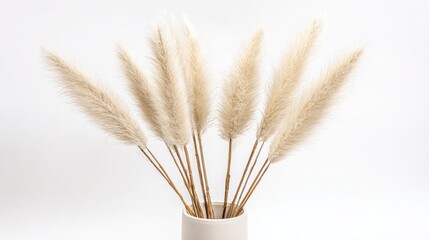 Dried Bunny Tail Grass Lagurus Ovatus in Minimalist Vase