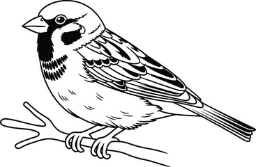 Detailed sketch of a sparrow perched on a twig on transparent background