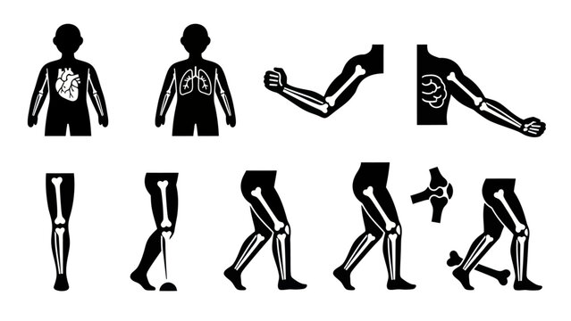 Human anatomy illustrations skeletal system and internal organs depiction