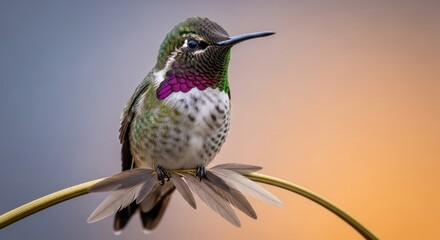 Fototapeta premium Exquisite portrait of a vibrant hummingbird perched gracefully on a stem