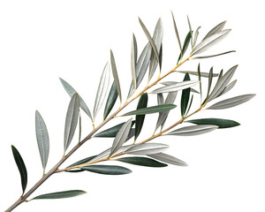 Fototapeta premium Fresh Olive Tree Branch with Green Leaves Isolated on White or Transparent Background