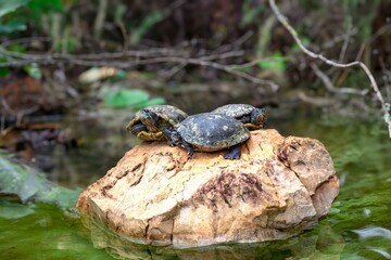 Fototapeta premium A Red-Eared Slider Turtle on a Muddy River Bank. Trachemys scripta elegans 