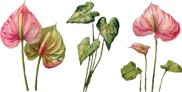 anthurium flower watercolor illustration in boho style hand drawn floral