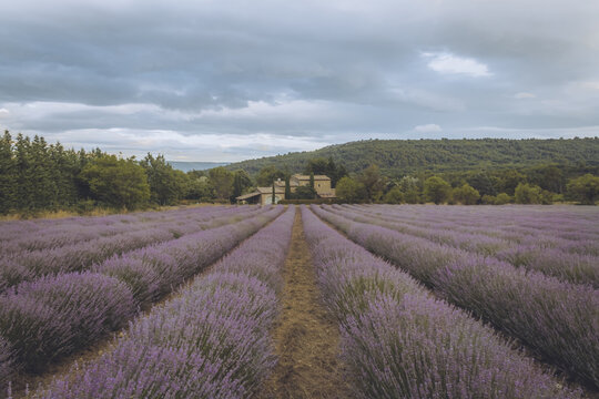 View of rows of vibrant purple lavender stretching towards a quaint stone building nestled amidst green trees under a cloudy sky, Luberon, Provence-Alpes-C&ocirc;te d'Azur, France.
