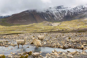 Obraz premium Alpaca