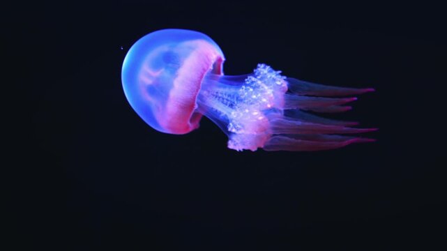 jelly fish in the water