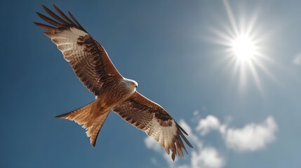 Obraz premium Majestic Red Kite Soaring High in a Bright Sunny Sky.