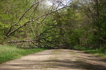 Fallen tree blocks dirt road in a peaceful forest during bright daylight