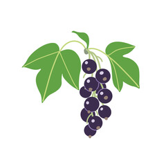 Bunch of Blackcurrant with Berries and Leaves