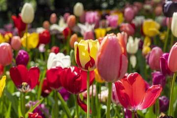 View of vibrant tulips in a stunning array of colors, from deep reds to bright yellows, creating a spectacle of nature's beauty, Lisse, Netherlands.