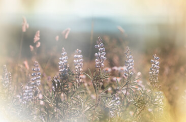 Fototapeta premium Sunny meadow