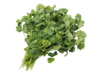 Fototapeta premium Fresh cilantro bunch fresh herbs green leaves isolated on a transparent background