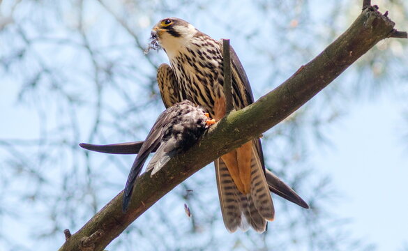 red tailed hawk