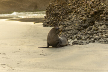 View of a fur seal basking on the sandy shore, waves gently lapping against the rugged rocks in the background, Wharariki Beach, Pūponga, Tasman Region, New Zealand.
