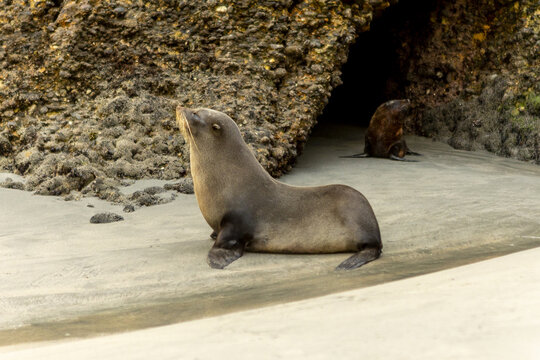 View of two seals basking in the soft light near the mouth of a dark cave, contrasting textures of sand and stone, Wharariki Beach, Pūponga, Tasman Region, New Zealand.