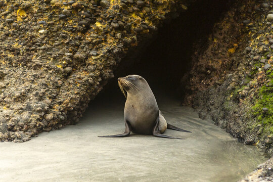 View of a seal basking in the golden light near a dark cave entrance, contrasting with the textured rocks, Wharariki Beach, Pūponga, Tasman Region, New Zealand.