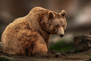 Brown Bear Sitting in Natural Environment with Intense Gaze