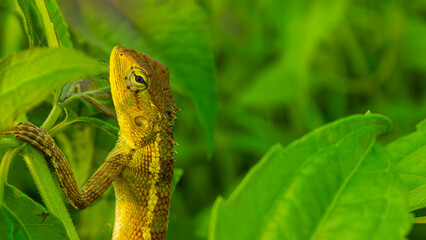 Lizard sneak peek from under bushes © wahyu