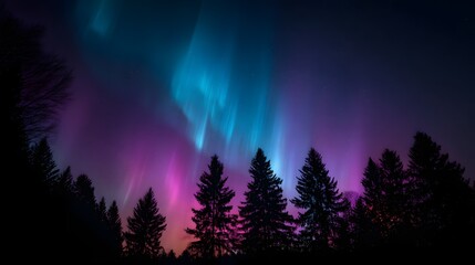 Fototapeta premium Vibrant Aurora Borealis Dancing Above Silhouetted Pine Forest Under Starry Night Sky.