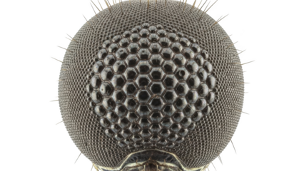 Extreme close up of a mosquito's compound eye and head insect macro