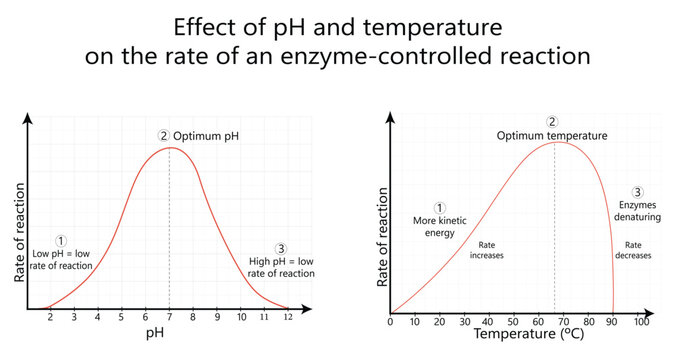Educational charts showing effect of pH and temperature on rate of enzyme-controlled reactions