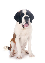 saint bernard in studio