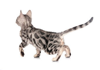 bengal kitten in studio