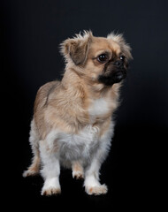 Tibetan spaniel in studio
