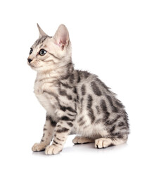 bengal kitten in studio
