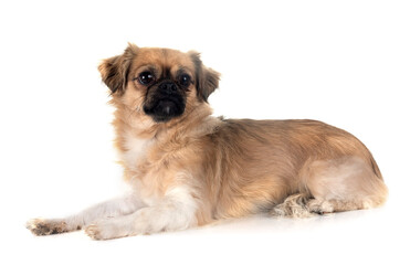 Tibetan spaniel in studio